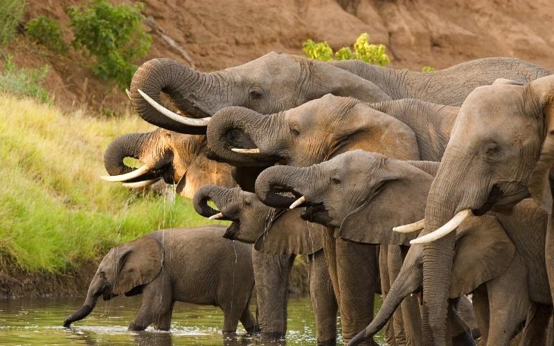 An elephant stands out amongst a herd: a metaphor for choosing the right marketing agency