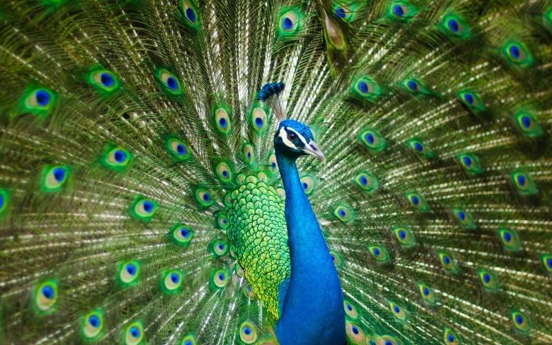 A peacock - a metaphor for successful Facebook ads